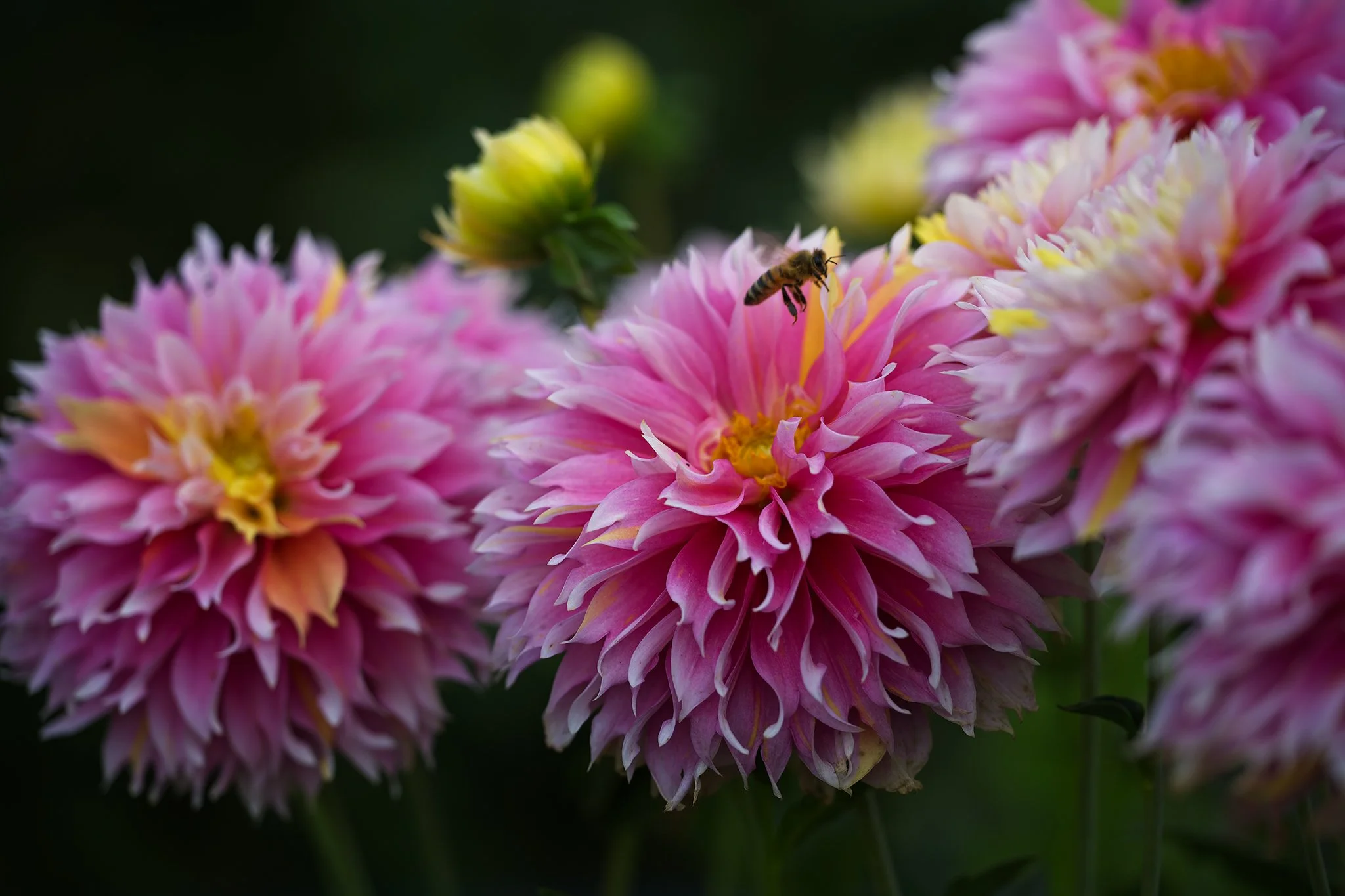 Kogane Fubuki Dahlia Tubers at Flower Feather Farm, chicks & dahlias